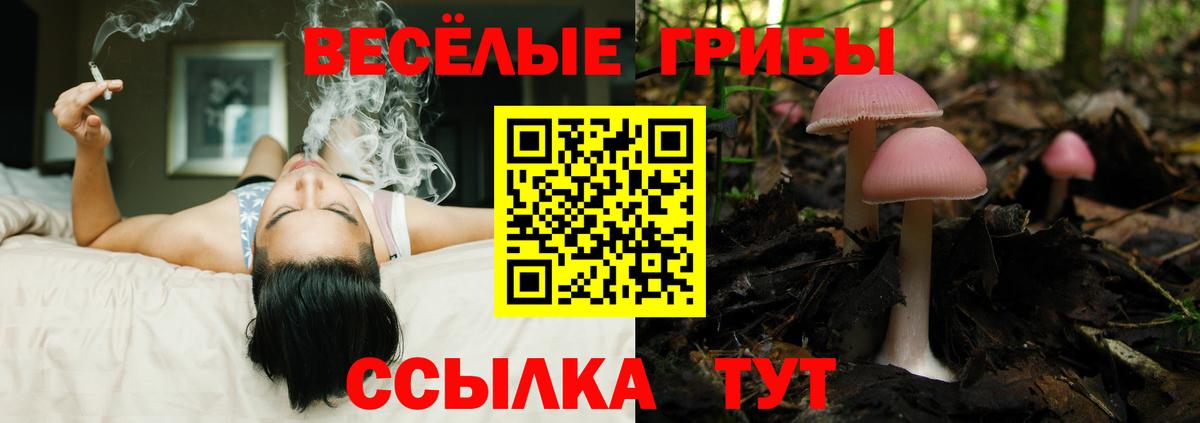 Выборг  где продают наркотики  Вход с VPN  Галлюциногенные грибы Cubensis 